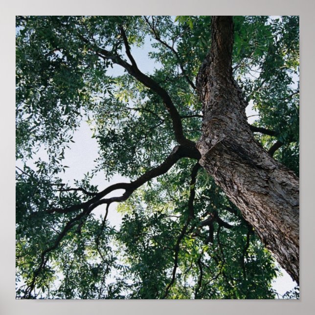 Poster Pecan (Frente)