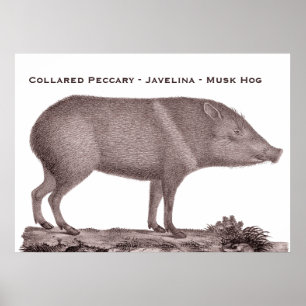 Pôster Peccary colocado um colar - Javelina - porco de