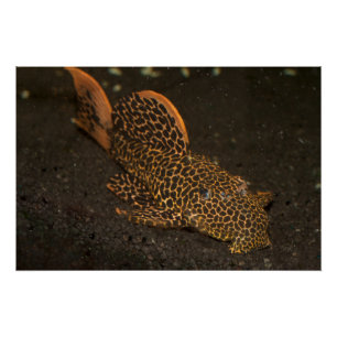 Pôster Peckoltia Compta