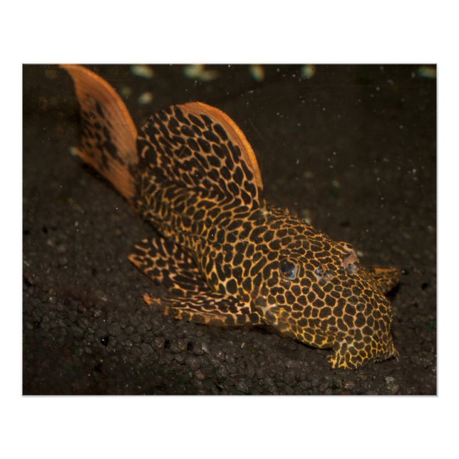 Pôster Peckoltia Compta (Frente)