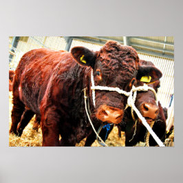 Poster Pedigree Red Ruby Devon Cow