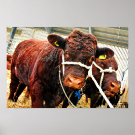 Poster Pedigree Red Ruby Devon Cow