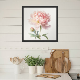 Poster Pedônio Rosa Molhado de Cama-d'Água na Praça Bloom