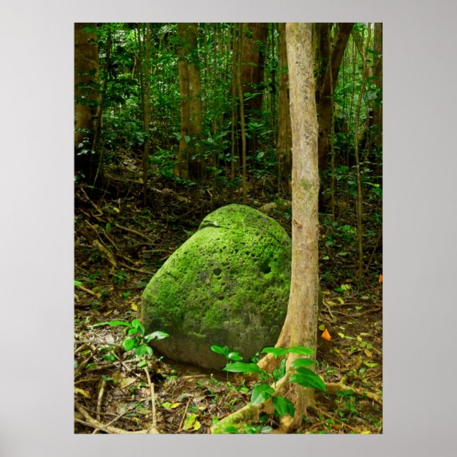 Poster Pedra coberta por Moss (Frente)