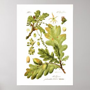 Pôster Pedunculata do Quercus (carvalho inglês)