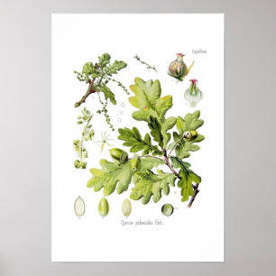 Pôster Pedunculata do Quercus: syn. Q robur. (Carvalho