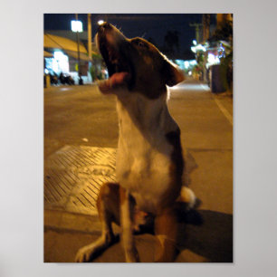 Pôster Pee Mai... Soi Dog, Tailândia