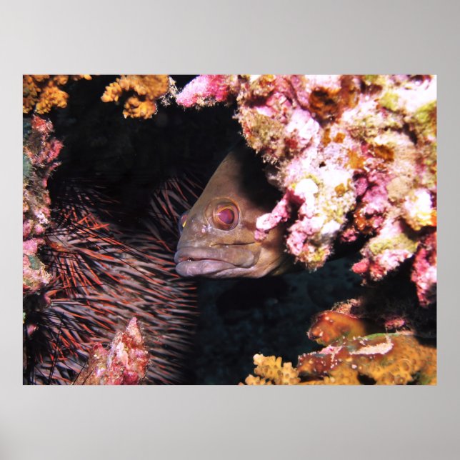 Poster Peek a Boo Grouper (Frente)