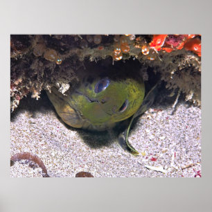 Poster Peek a Boo Moray