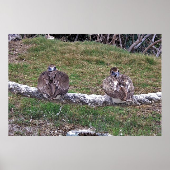Poster Peek-a-boo Pelicans (Frente)