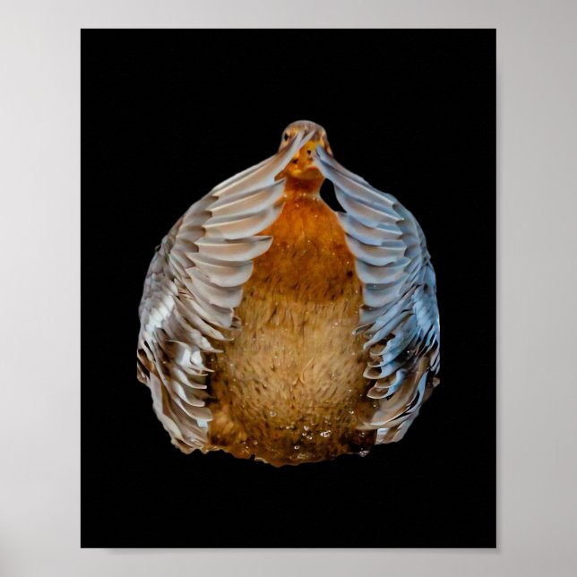 Poster Peekaboo Duck (Frente)