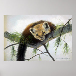 Pôster Peekaboo, Marten de pinho