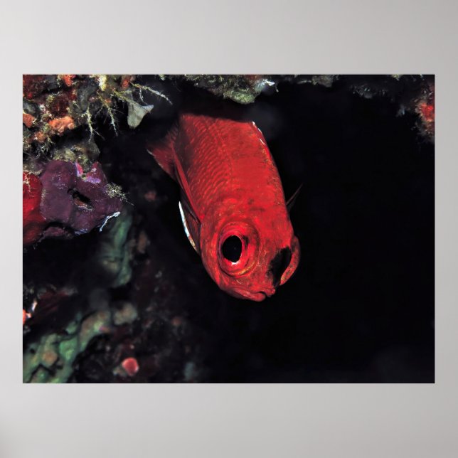 Poster Peeking Cardinalfish (Frente)