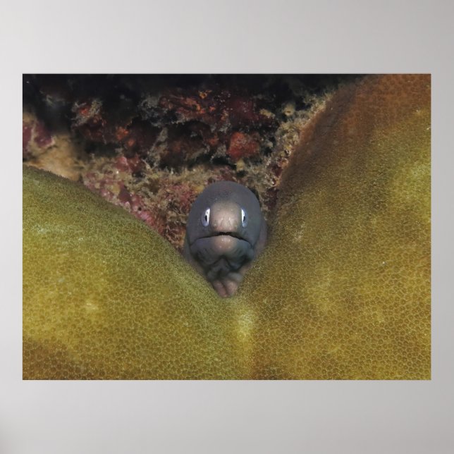 Poster Peeking Moray (Frente)