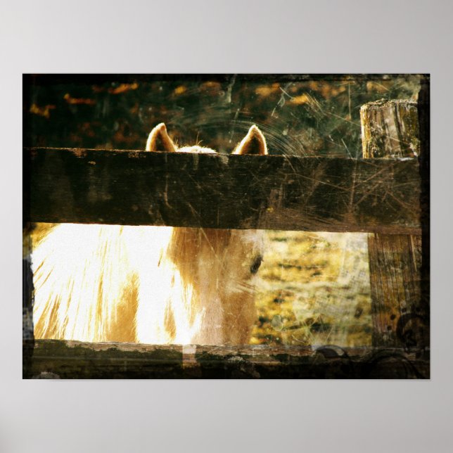 Poster Peeking Palomino (Frente)