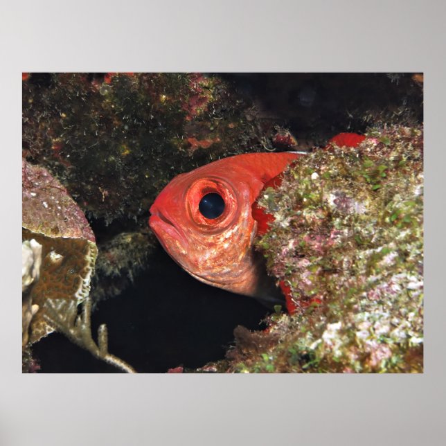 Poster Peeking Soldierfish (Frente)
