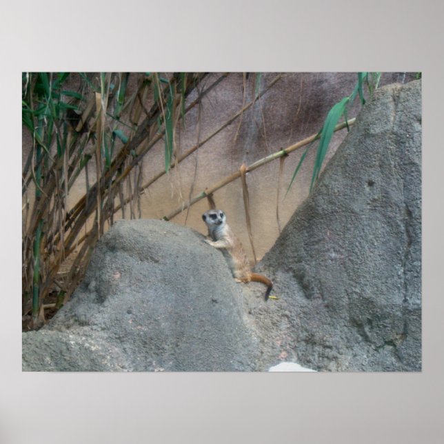 Pôster Peerkat Meerk (Frente)