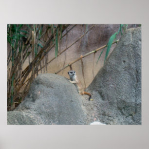 Pôster Peerkat Meerkat