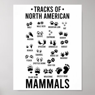 Poster Pegadas de Animais Silvestres de Mamíferos Norte-A