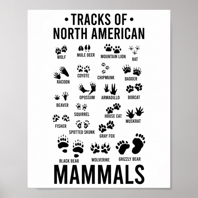 Poster Pegadas de Animais Silvestres de Mamíferos Norte-A (Frente)