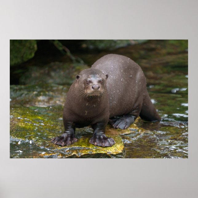 Poster Pegadas de lontra gigante (Frente)
