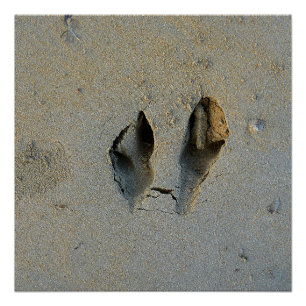 Pôster Pegadas Wallaby em Areia