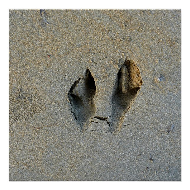 Pôster Pegadas Wallaby em Areia (Frente)