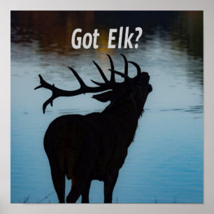 Poster Pegou Elk? Engraçado Hunter Humor
