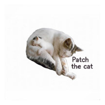 PEGUE O GATO E O COLO DELA