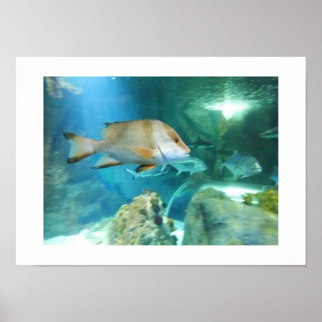 Pôster Peixe (Frente)