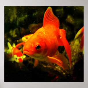 Poster peixe