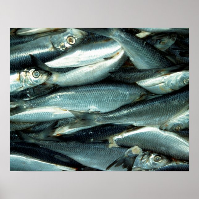 Poster Peixe (Frente)