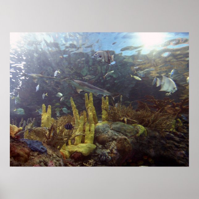 Pôster Peixe2 (Frente)