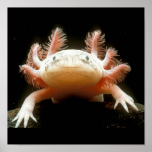 Pôster Peixe Andando Mexicano