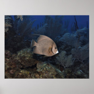 Poster Peixe-Anjo cinza no Dia das Propagações
