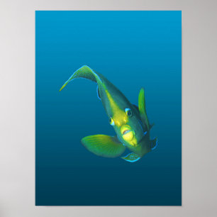 Poster Peixe-anjo - Elegância em fundo azul gradiente
