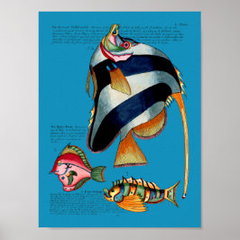 Poster Peixe-Anjo em qualquer fundo