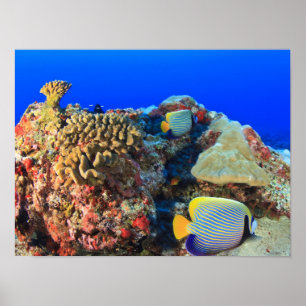 Poster Peixe-anjos-real Pygoplites diacanthus),