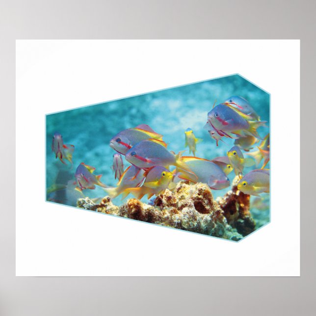 Poster Peixe Anthias no recife de coral - Design fotográf (Frente)