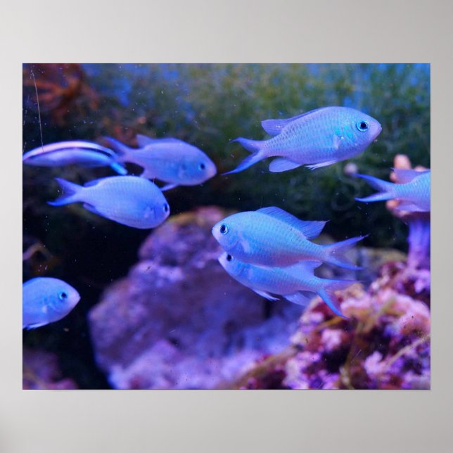 Poster Peixe Azul Tropical (Frente)