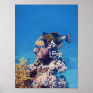 Poster Peixe-balão - Pitoresco no Topo de um Bloco de Cor