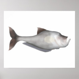 Poster Peixe-berçário