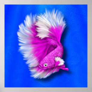 Poster Peixe-Betta Branco e Rosa Quente