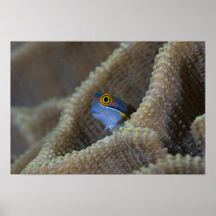 Poster peixe Blenny Blenniidae) espreitando a cabeça para