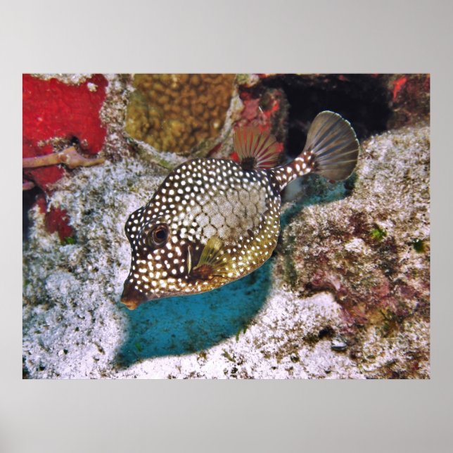 Poster Peixe-bosta (Frente)