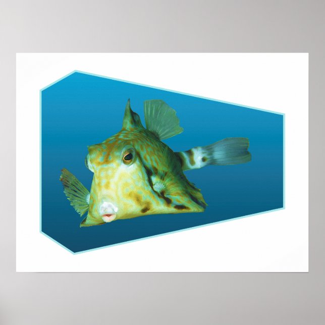 Poster Peixe-boxim - fundo azul de gradiente Design | (Frente)