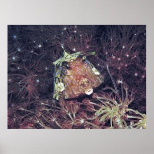 Poster Peixe-boxim no Coral