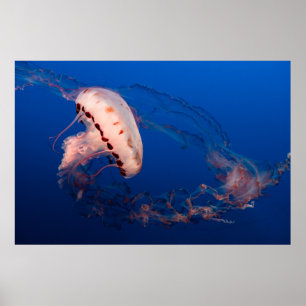 POSTER PEIXE BRANCO E LARANJA