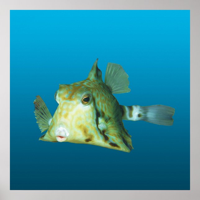 Poster Peixe-caixa Close-up! Fundo azul gradiente |  (Frente)