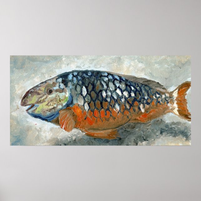 Pôster Peixe Caribe Laranja e Azul (Frente)